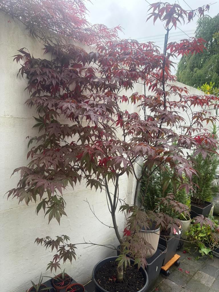Japanse esdoorn, Tuin en Terras, Ophalen, Vaste plant