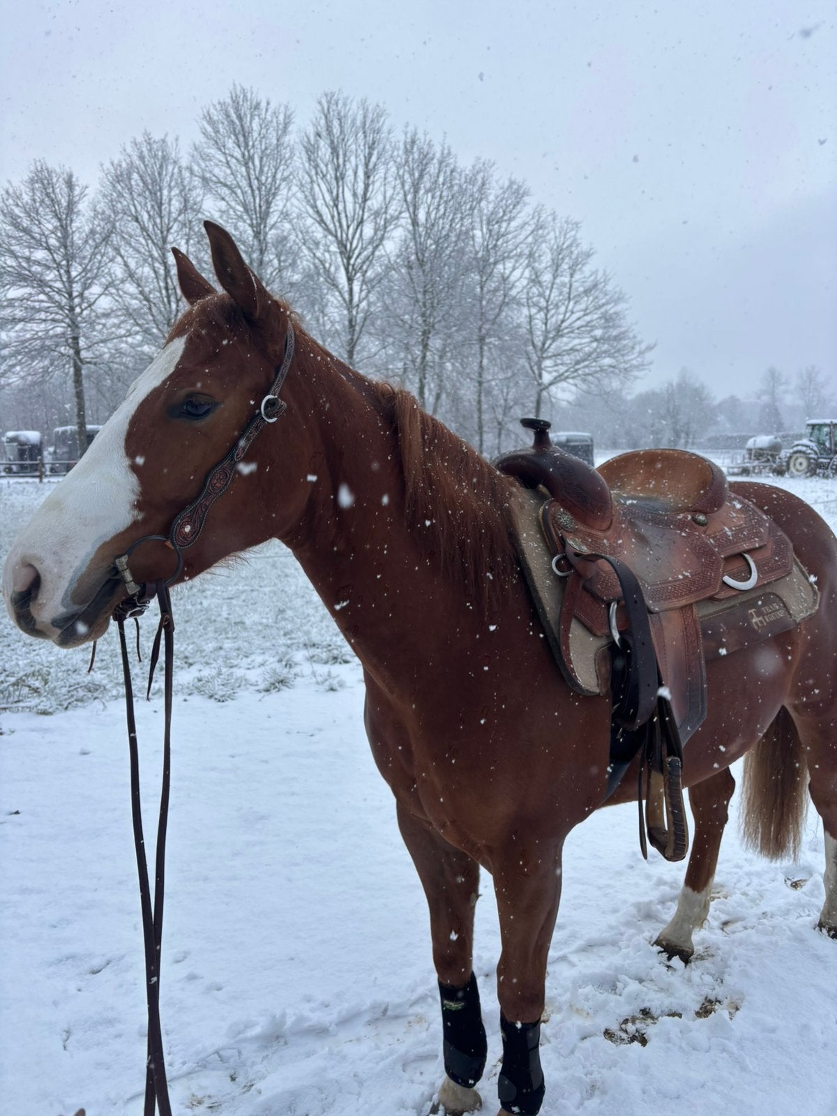 Knappe ruin, Dieren en Toebehoren, Paarden, Minder dan 160 cm, Met stamboom, Ruin, 3 tot 6 jaar