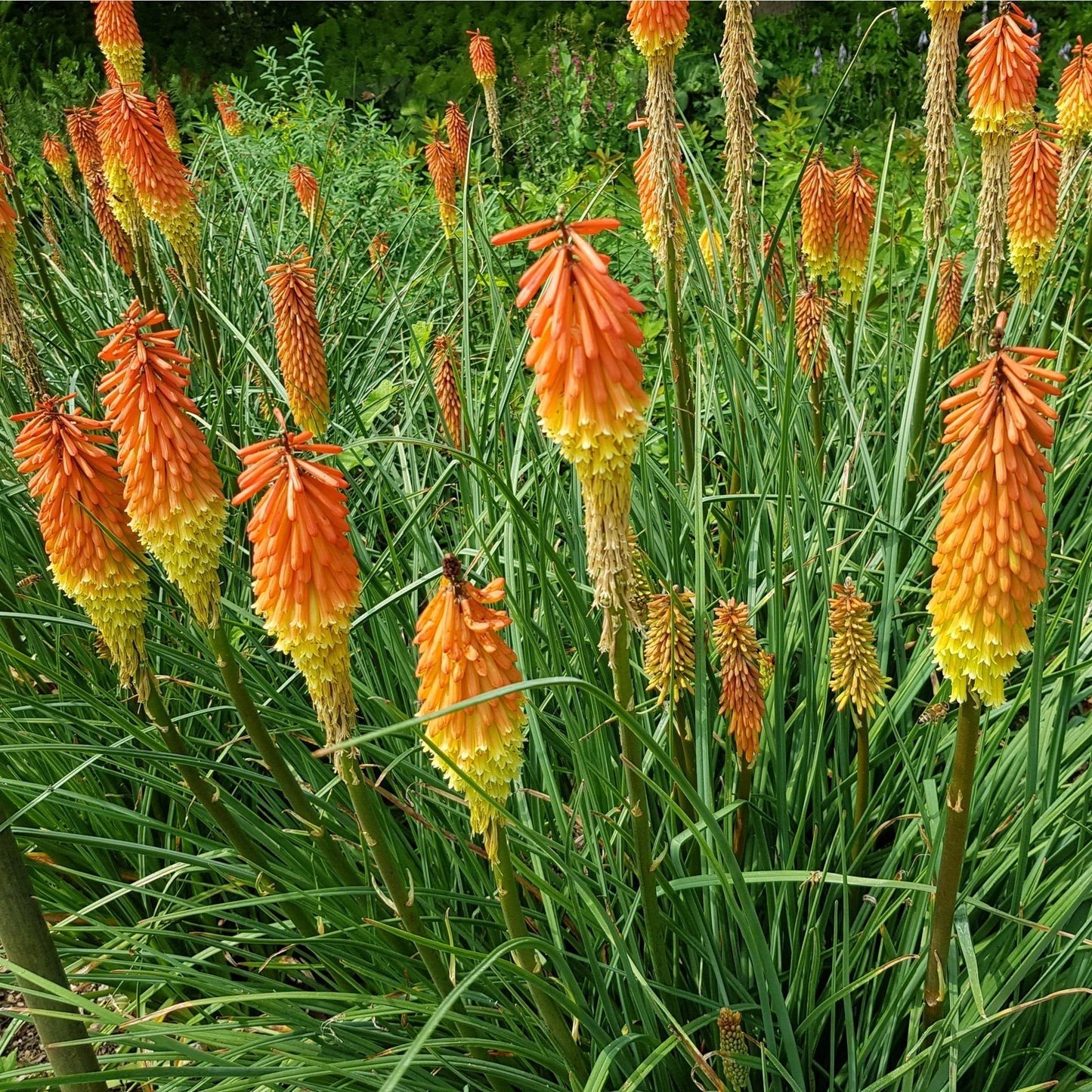 Kniphofia Royal Castle, Ophalen