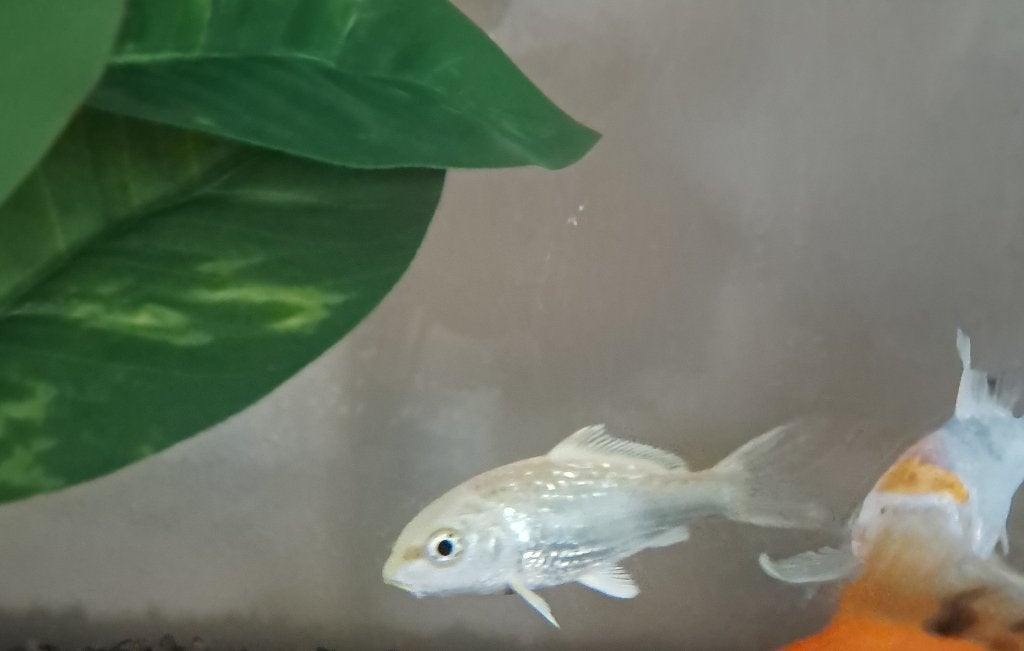 Koi, Dieren en Toebehoren, Karper of Koi