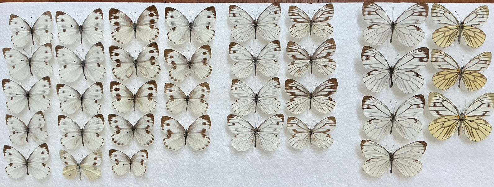 Witjes uit Myanmar, Ophalen