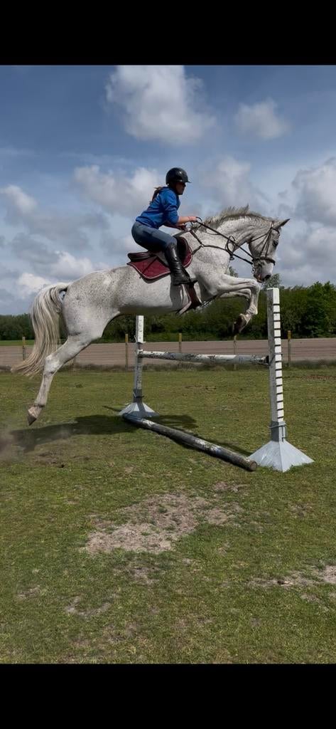 Knappe KWPN ruin springpaard (Campbell VDL x Karlstad), Dieren en Toebehoren, Springpaard, 175 cm of meer, Met stamboom, Ruin