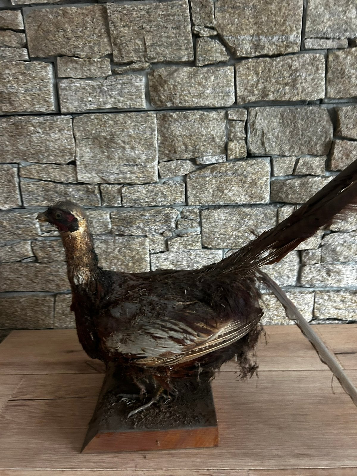 Faisan de Colchide naturalisé sur socle - Taxidermie vintage, Verzamelen, Ophalen, Zo goed als nieuw