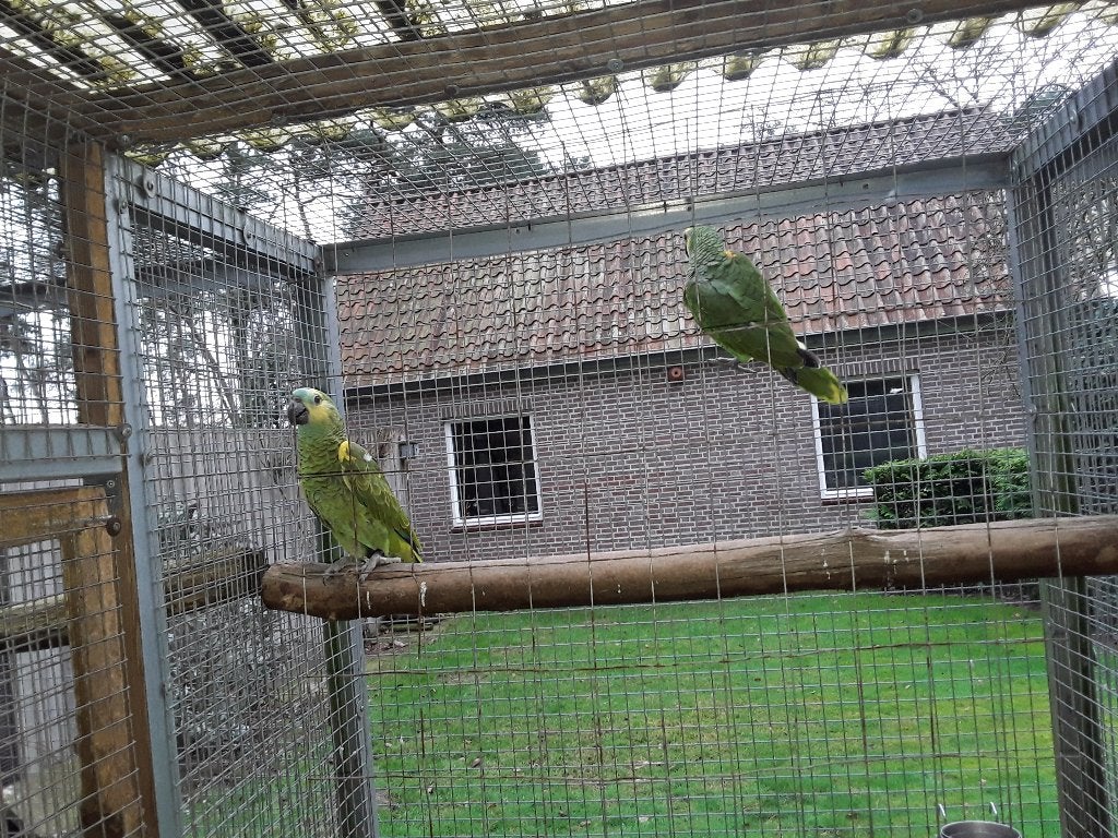 Koppel blauwvoorhoofdamazone, Dieren en Toebehoren, Vogels | Parkieten en Papegaaien, Meerdere dieren, Papegaai, Geringd