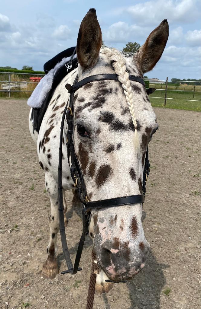 Wandelmaatje/ coachpaard, Animaux & Accessoires, B, 11 ans ou plus, Cheval de récréation, Jument
