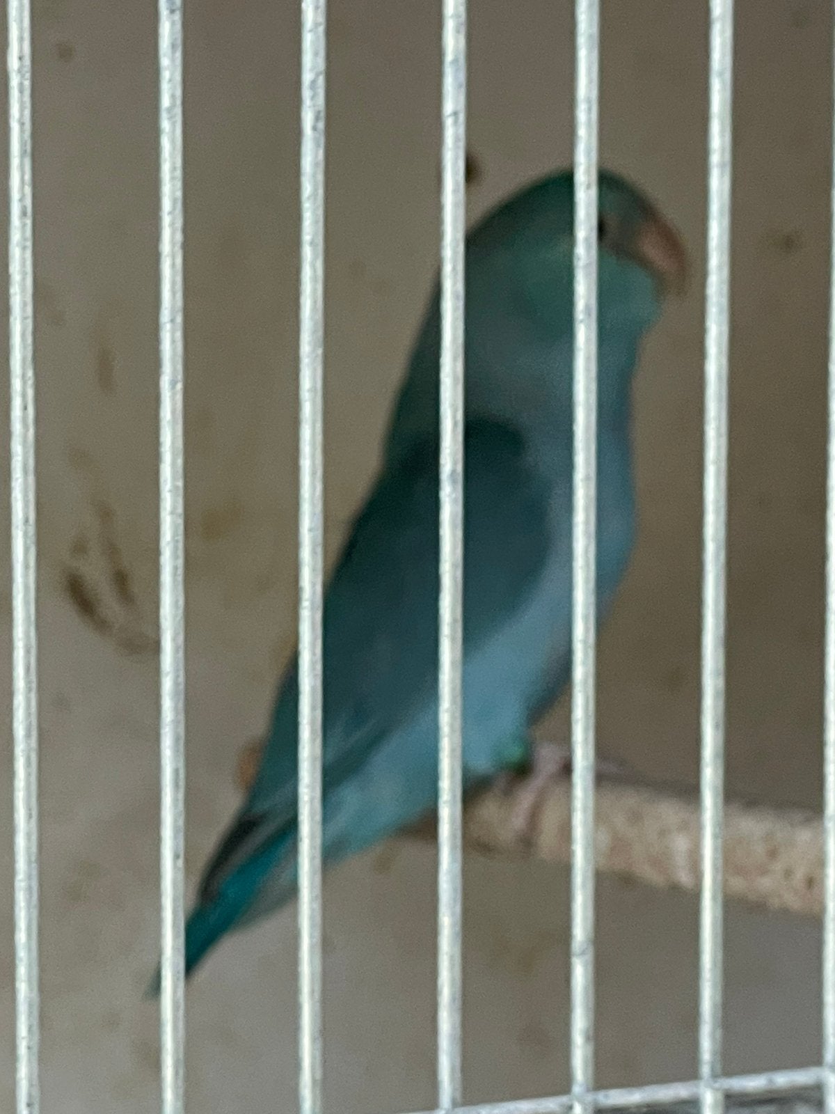 Forpus coelestis, Dieren en Toebehoren, Vogels | Parkieten en Papegaaien