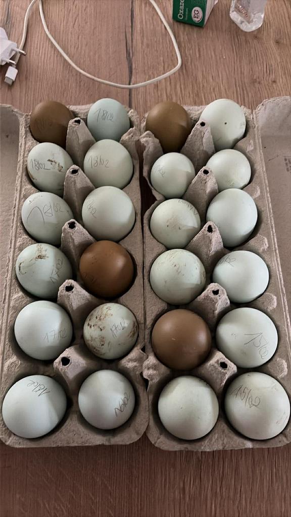 Legbar-eieren, Femelle, Poule ou poulet