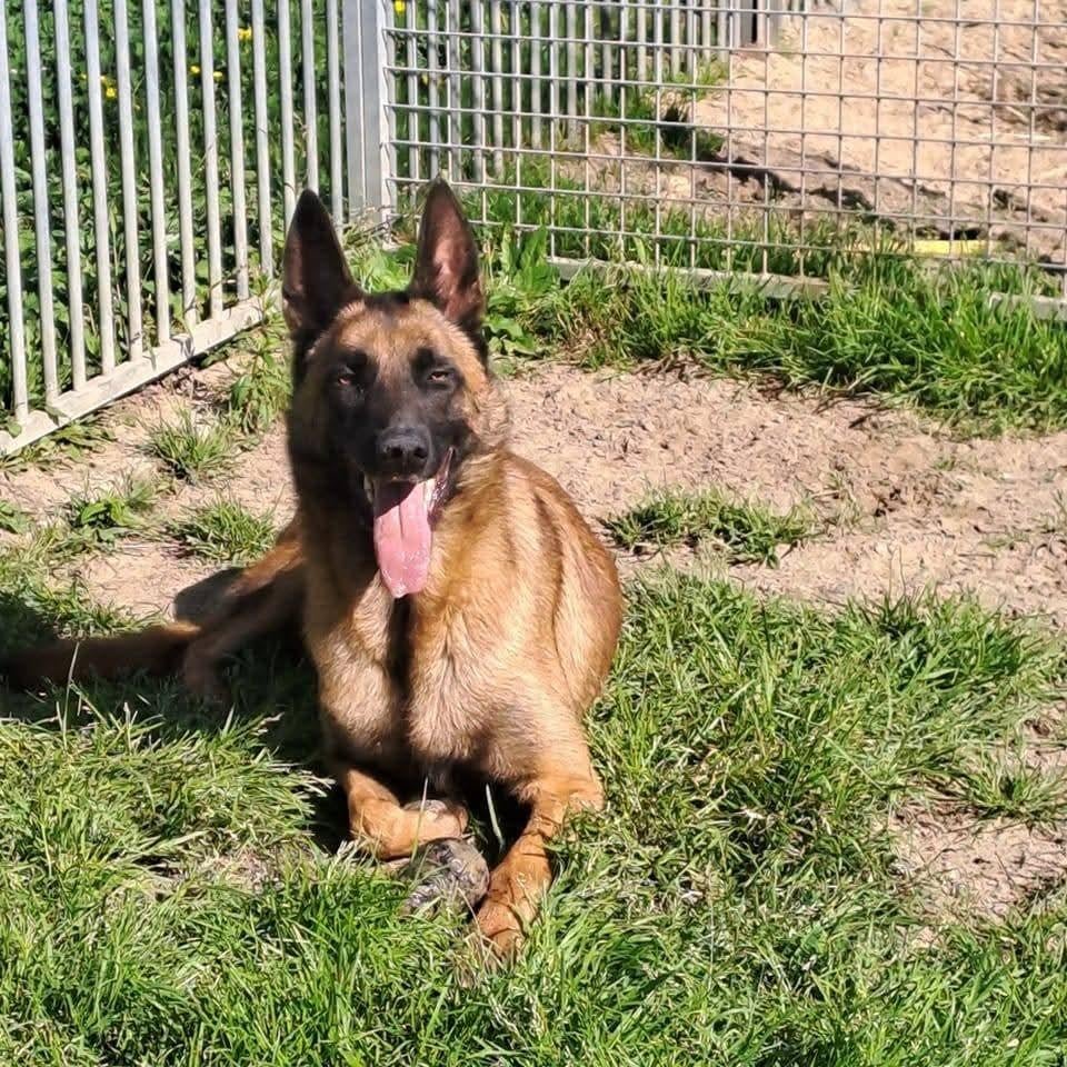 💢PENSION CANINE VICTORIA  5 💥💥💥💥💥, Animaux & Accessoires, Accessoires pour chiens, Enlèvement ou Envoi