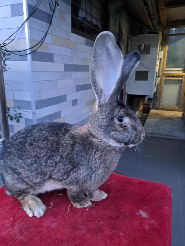 Femelle geant de flandre, Femelle, 0 à 2 ans