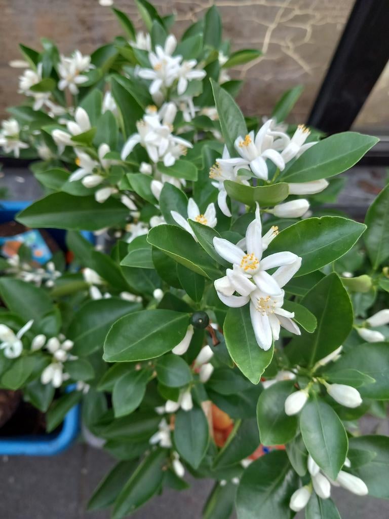 De très beaux MANDARINIERS (sur tiges), greffés ! 20€/pièce, Enlèvement ou Envoi, Plante fixe, Plantes fruitières, Plein soleil
