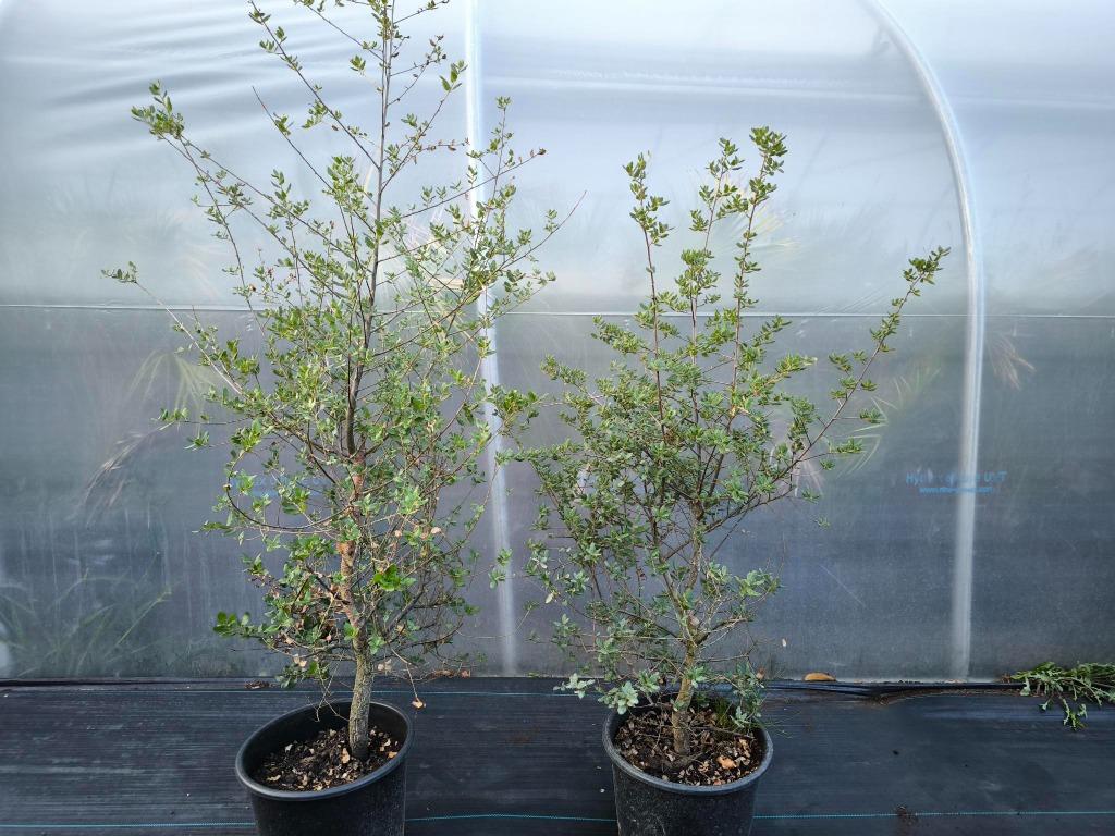 Kurkeik Quercus suber, Overige soorten, Lente, 100 tot 250 cm, Ophalen