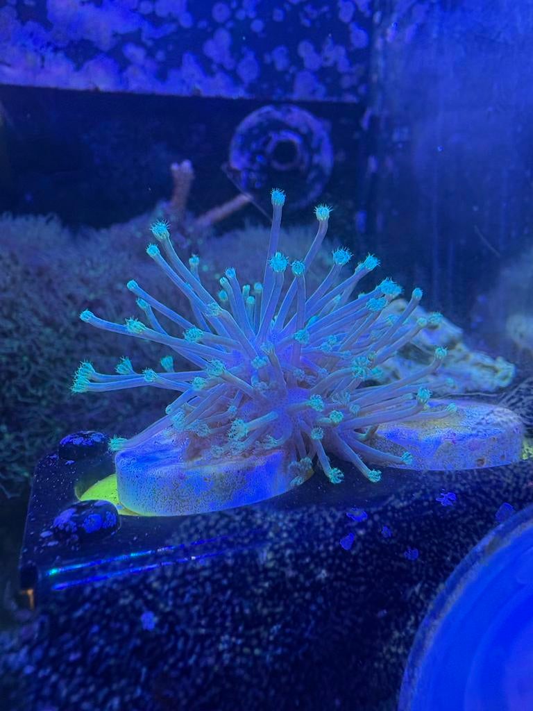 Stekjes sarcophyton neon greon