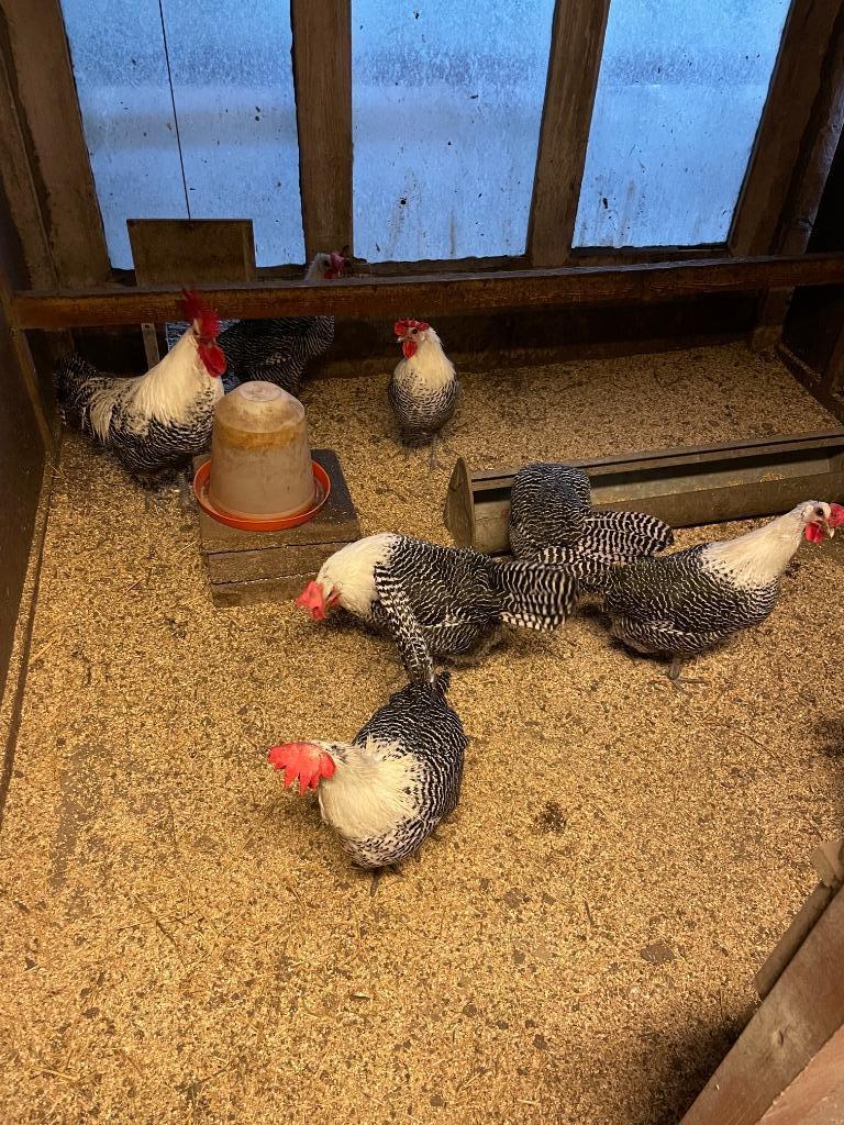 Broedeieren kippen - Goudbrakel- Mechelse - Zilverbrakel, Ophalen