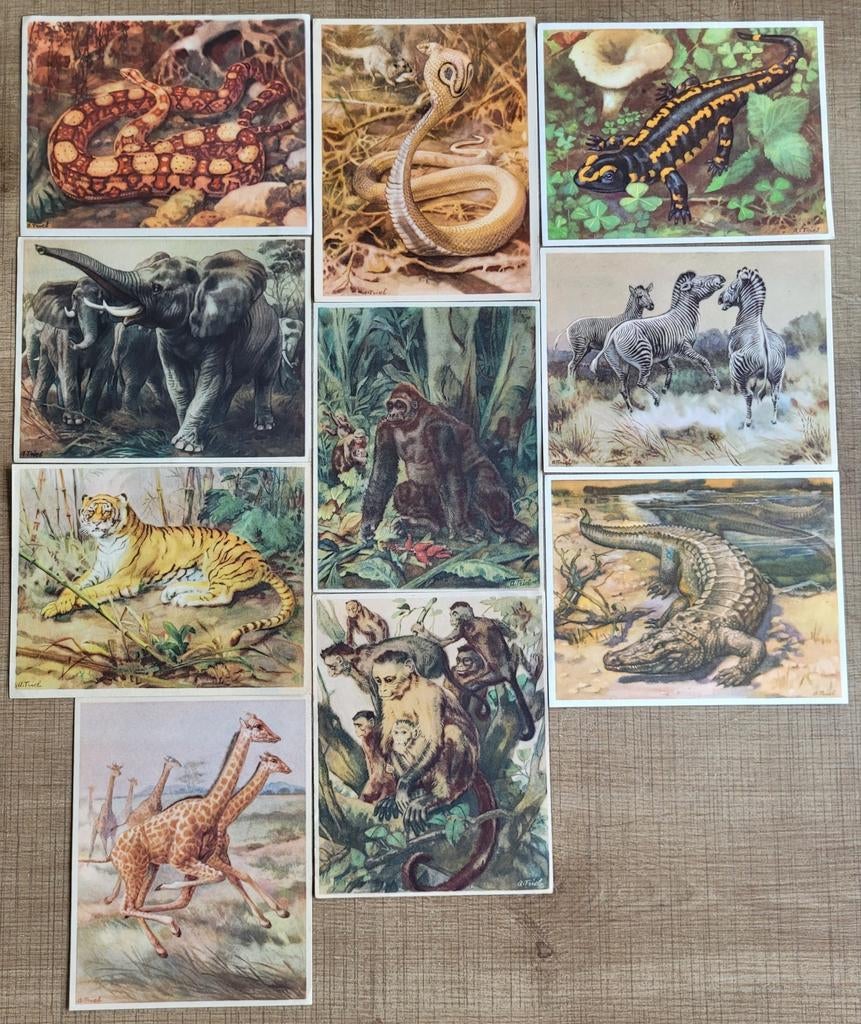 42 prenten: Dieren uit alle landen, Verzamelen, Foto's en Prenten, Ophalen of Verzenden, Gebruikt, Dier, Prent