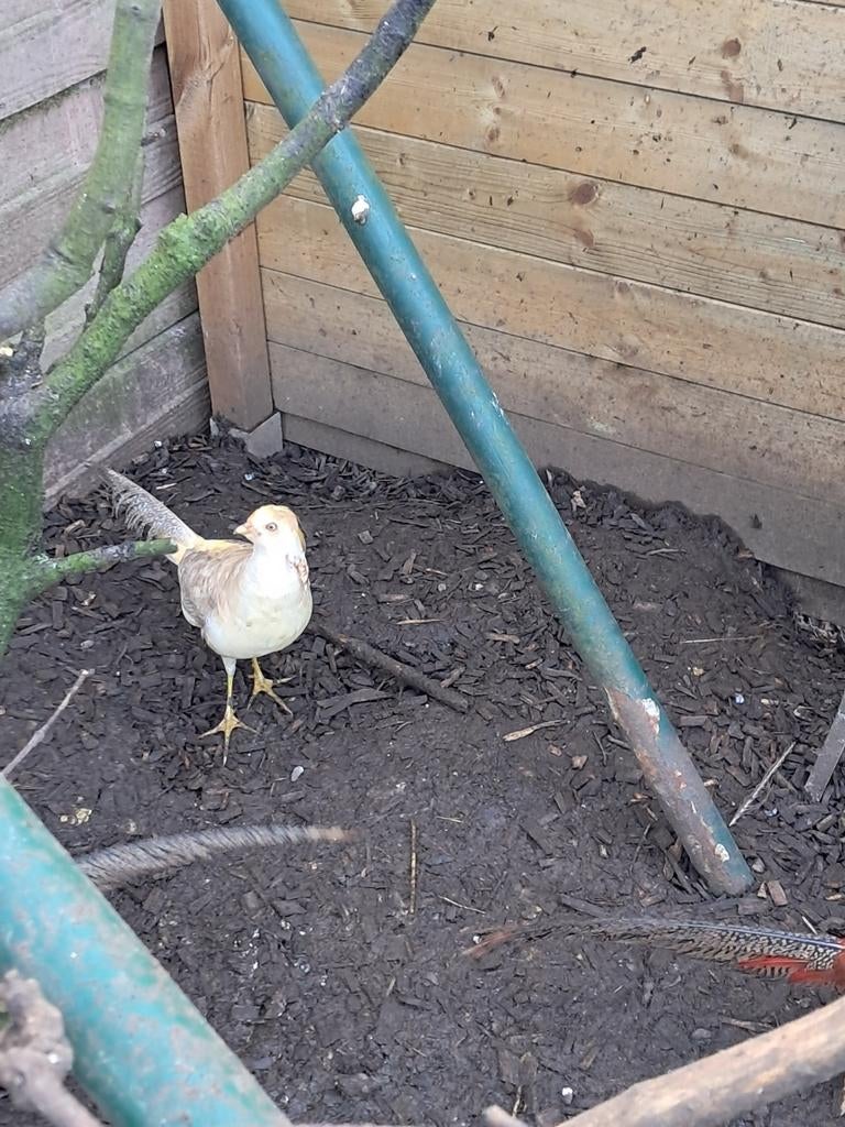 Haan gele goudfazant  licht van kleur 2025 en wildkleur hen, Dieren en Toebehoren, Vogels | Overige Vogels