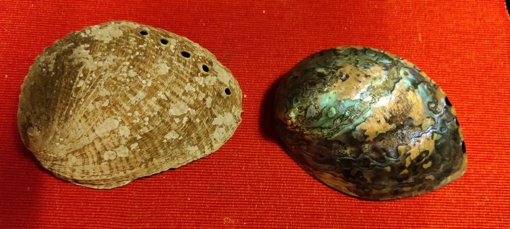 Schelpen decoratief, Enlèvement ou Envoi, Coquillage(s)