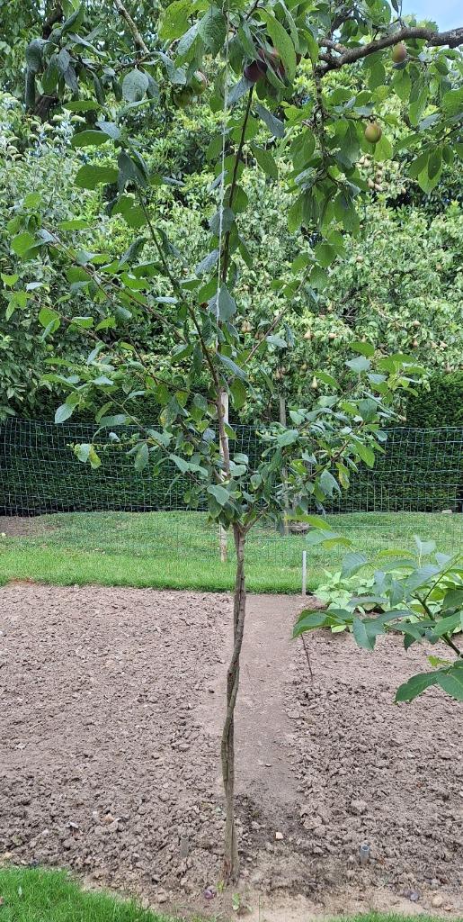 pruimenboom notenboom pruimenbomen  notenbomen, Tuin en Terras, Planten | Fruitbomen, Ophalen, Pruimenboom