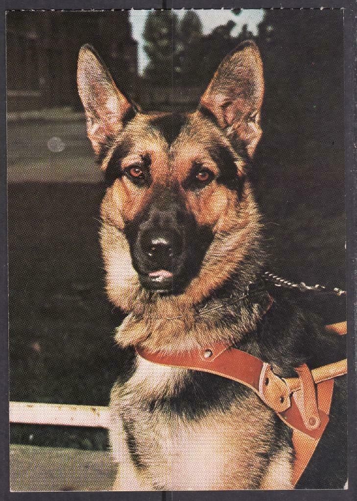 Geleide Hond, Collections, Cartes postales | Animaux, Envoi, Chien ou Chat