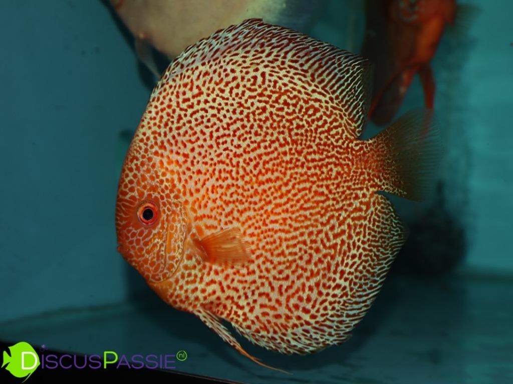 +++TOP DISCUSVISSEN+++ SHOW Discus - Piwowarski Weissflog, Poisson, Poisson d'eau douce