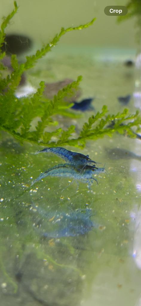 Neocaridina aux crevettes Blue Velvet, Homard, Crabe ou Crevette, Poisson d'eau douce, Banc de poissons