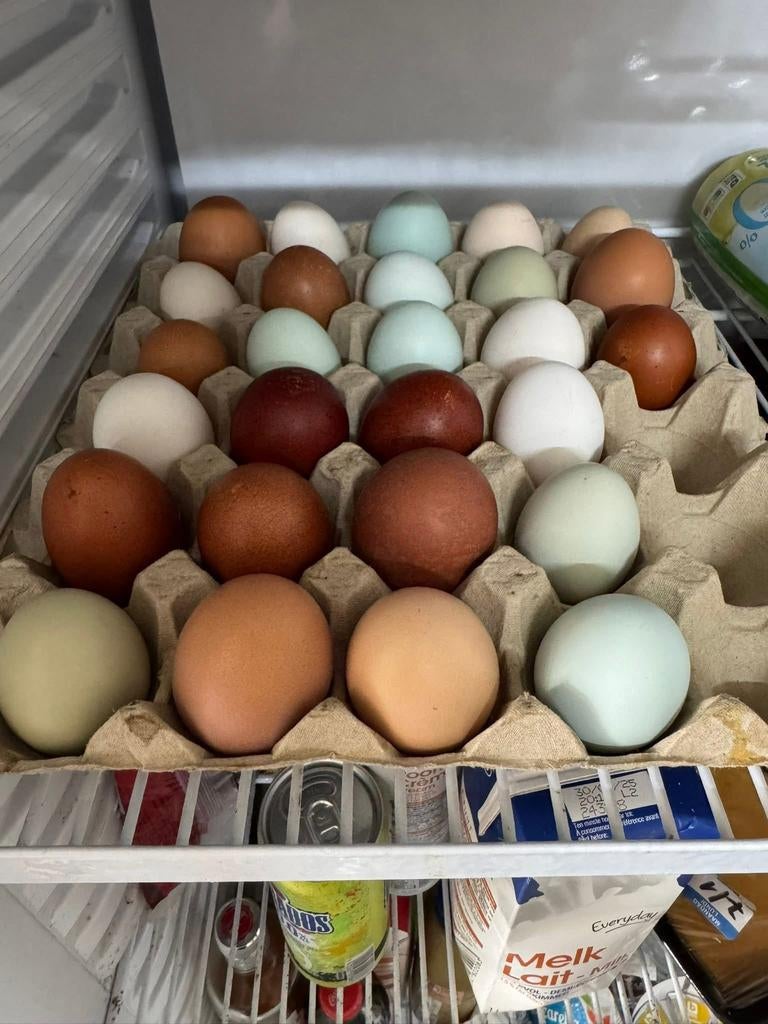 Broedeieren groenen kleurleggers en zijdehoender zwart blauw, Enlèvement ou Envoi