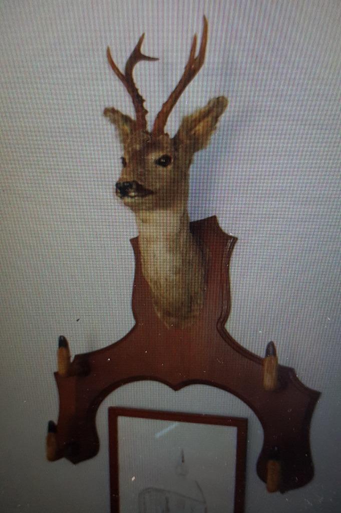 Hertenkop met poten, Enlèvement, Comme neuf, Cerf, Bois ou Tête