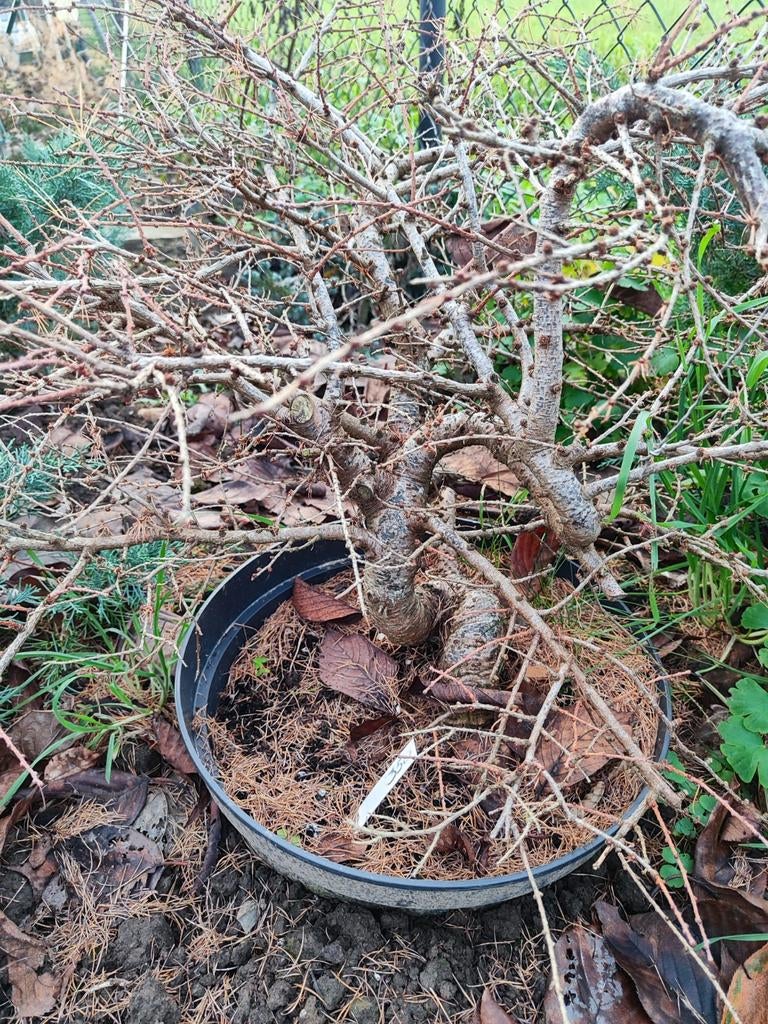 Bonsai oude kleinere larix in pot, Tuin en Terras, Ophalen, In pot