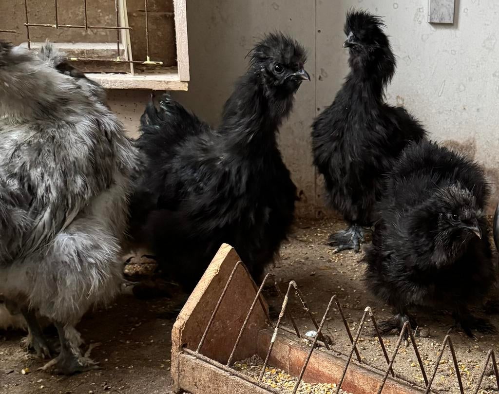 Zijdehoentjes trio buff-koekkoek-zwart, Dieren en Toebehoren
