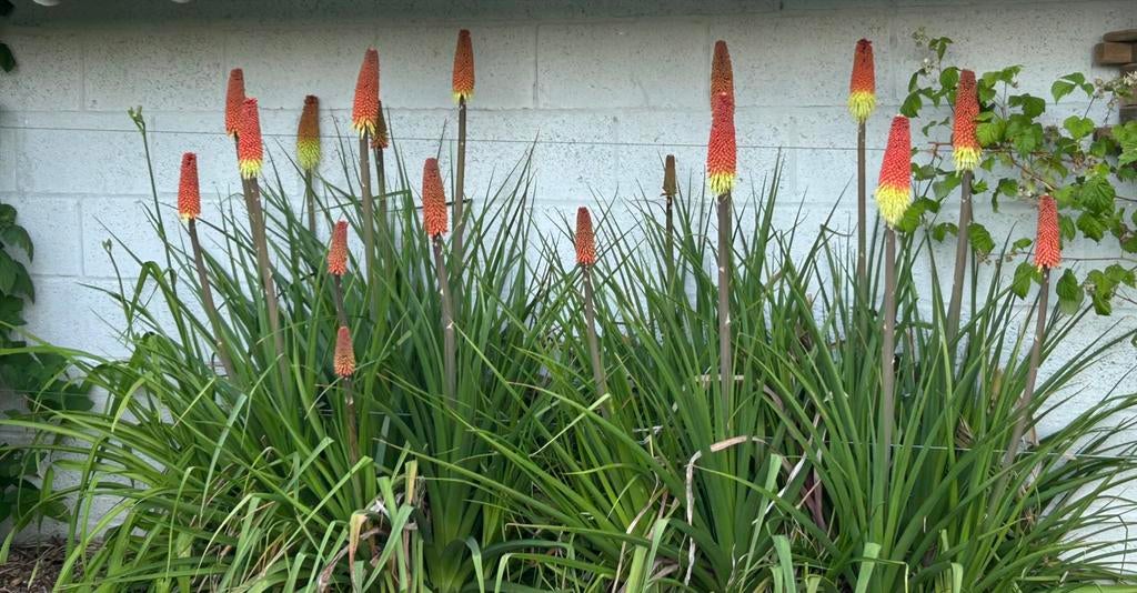 1 grosse plante tison de satan diable, Enlèvement ou Envoi