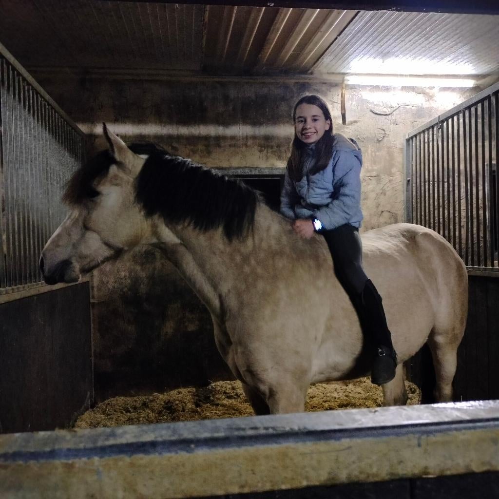 Half pension op pony, Dieren en Toebehoren, Paarden, Ruin, Dressuurpaard, Met stamboom