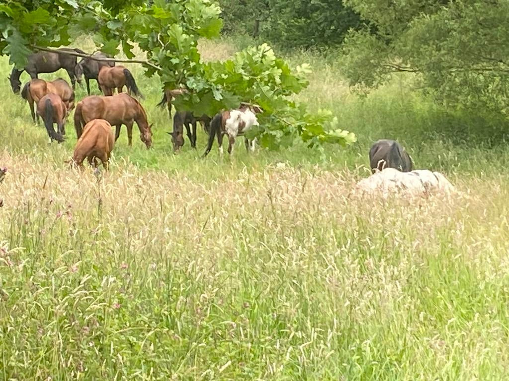 Pension chevaux, 4 chevaux ou poneys ou plus