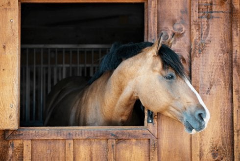 Weide (1ha) + boxen te huur ideaal voor 2 grote paarden, Dieren en Toebehoren, Stalling, 2 of 3 paarden of pony's