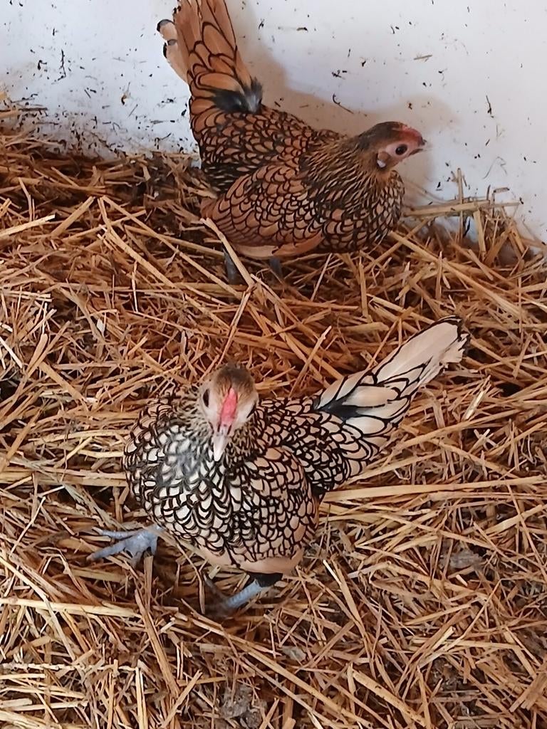 Broedeieren sebright, Animaux & Accessoires, Volatiles, Sexe inconnu, Poule ou poulet