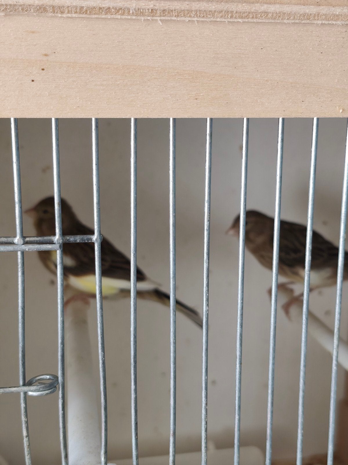 4 jonge kanaries 2026, Dieren en Toebehoren