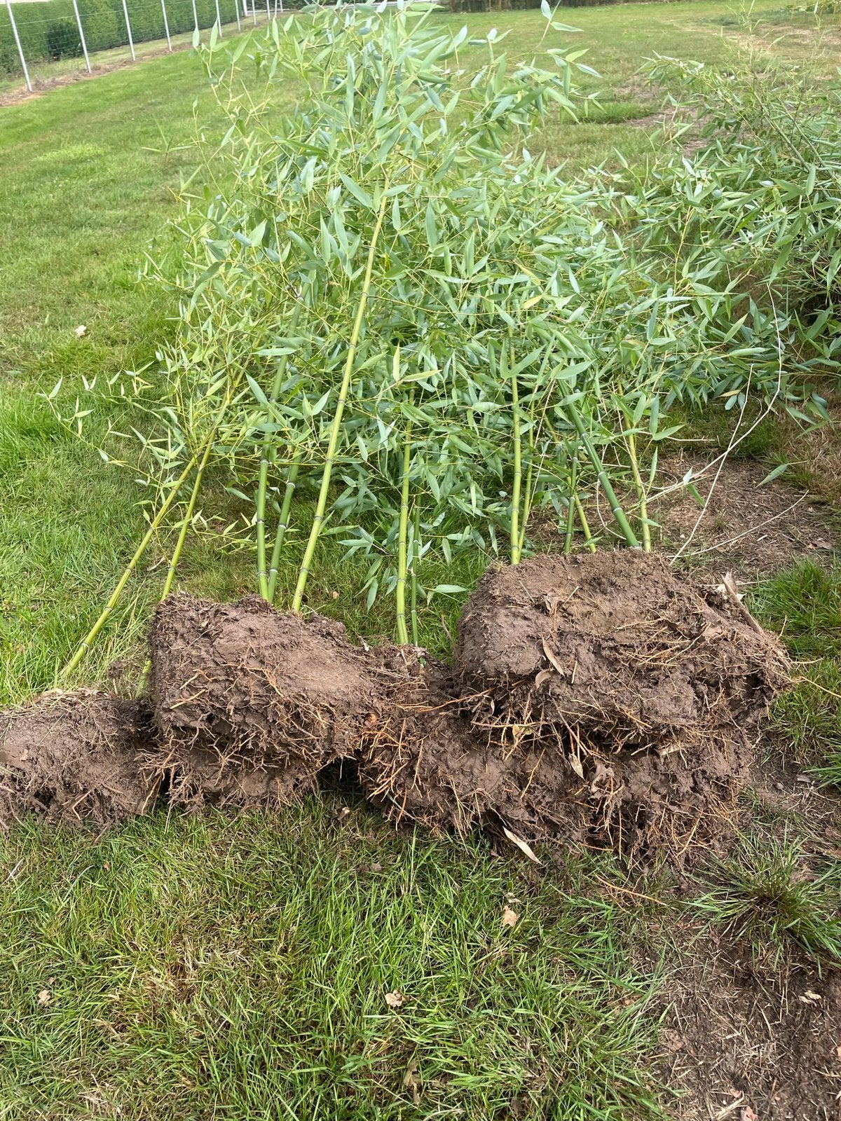 Bamboe, Ophalen