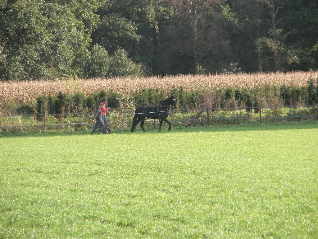 paardeweide te huur    !!! opglabbeek !, Dieren en Toebehoren, Stalling en Weidegang