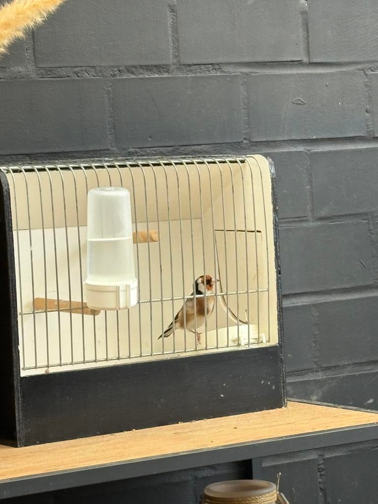 L'homme Goldfinch