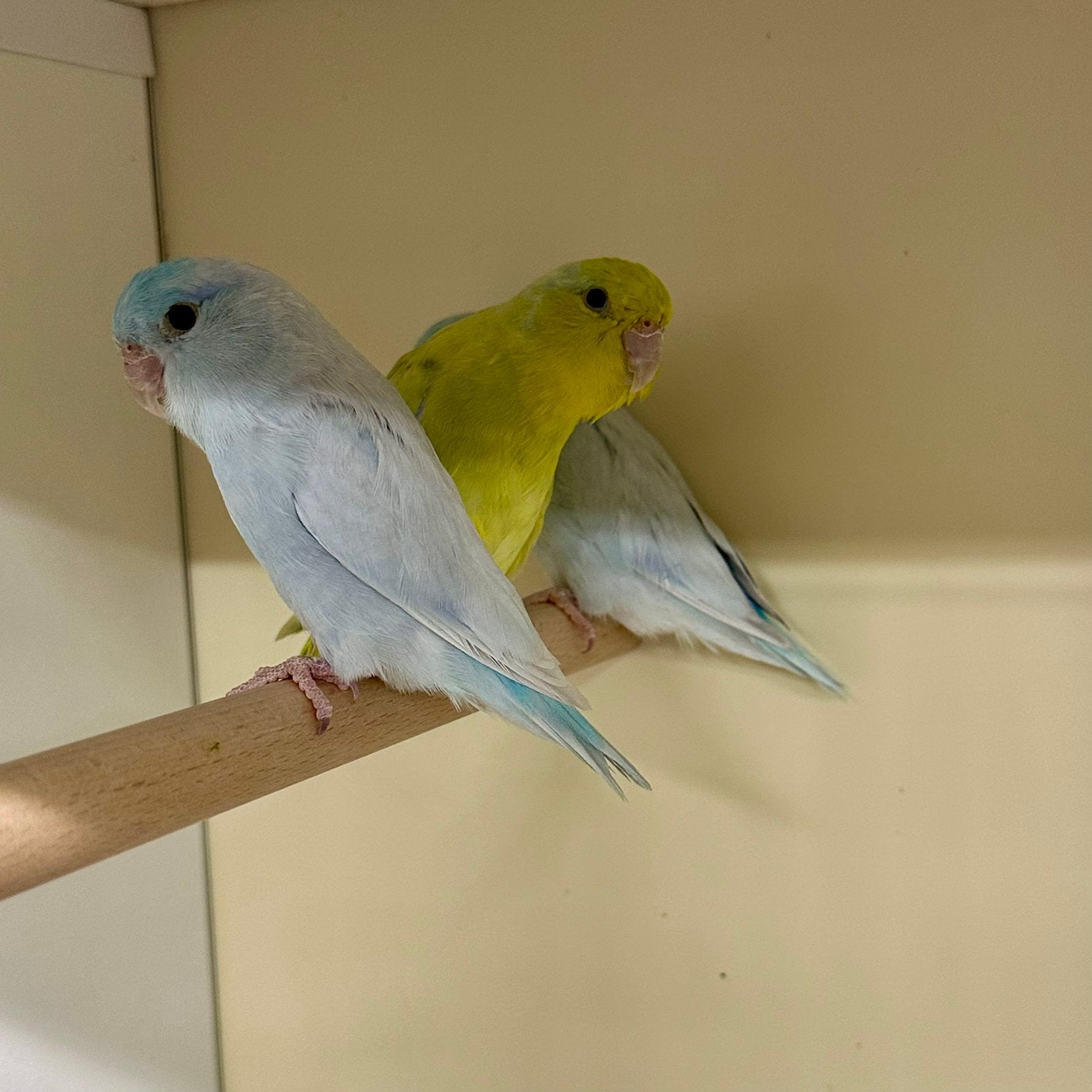 Forpus coelestis yellam, Dieren en Toebehoren, Meerdere dieren, Dwergpapegaai of Agapornis, Geringd