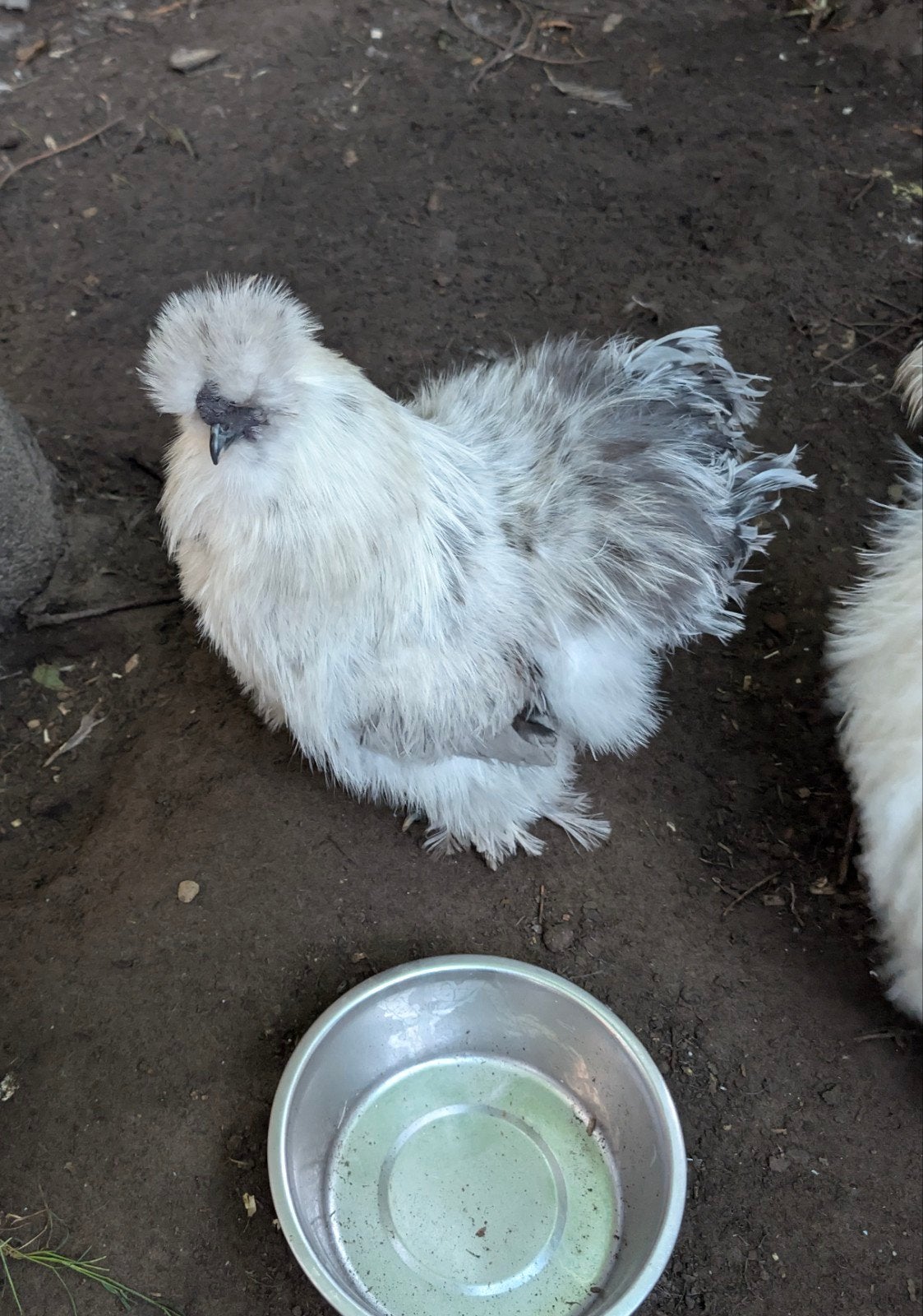 Krielhaantje, Dieren en Toebehoren