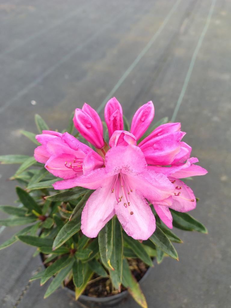 Rhododendron Graziella, Autres espèces, Printemps, Enlèvement, Plante fixe