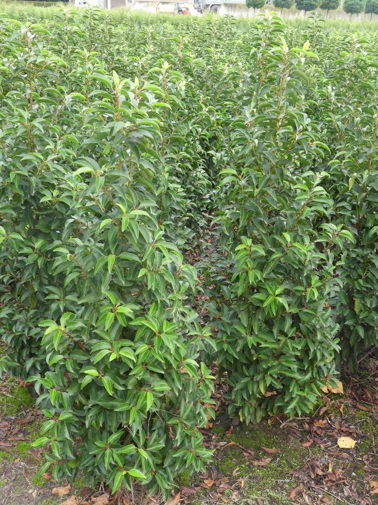 Prunus Lusitanica Angustifolia / portugese laurier, Ophalen, Laurier