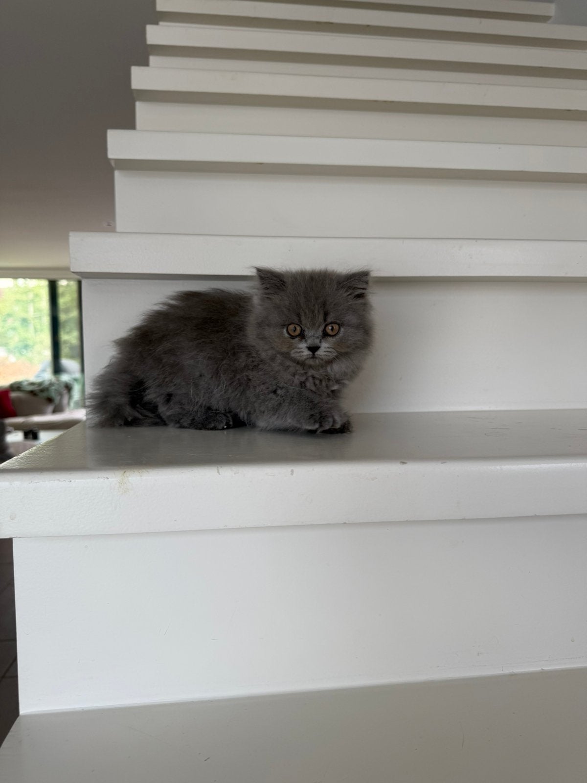 Britse langhaar!, Kater, Gechipt