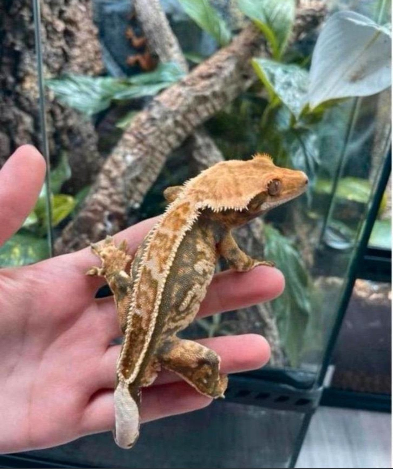 Wimpergecko man, Animaux & Accessoires