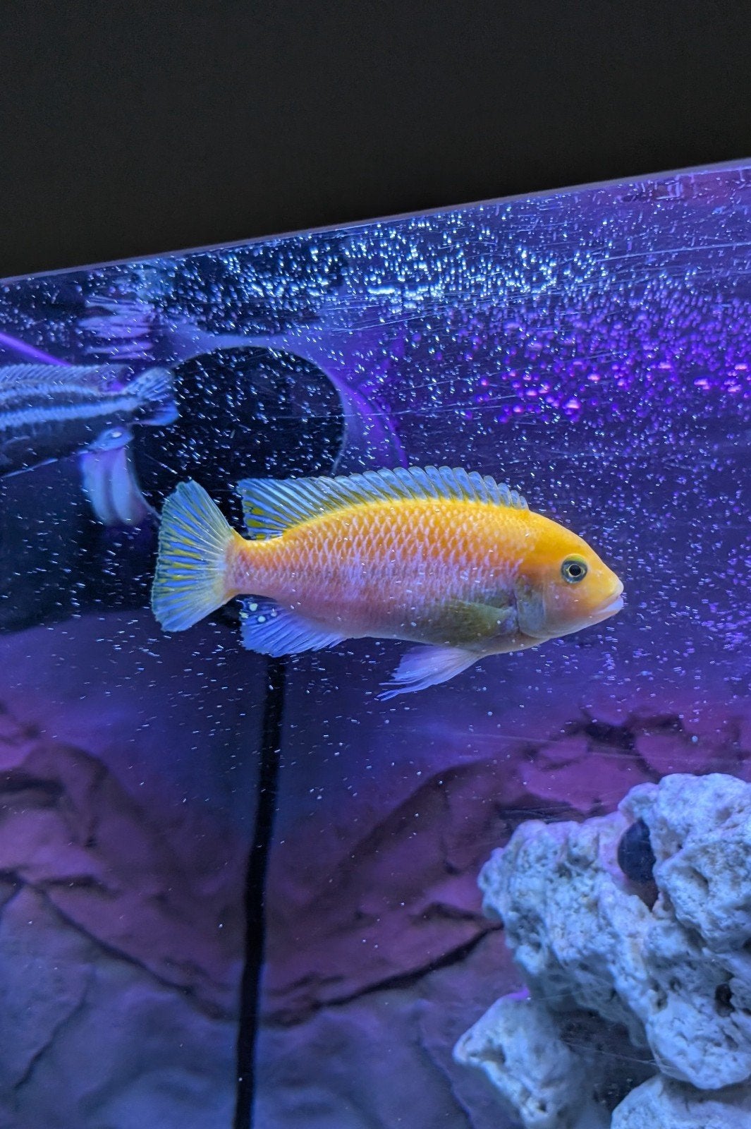 Poisson cichlid cichlidés cichlidea Malawi, Animaux & Accessoires, Poisson