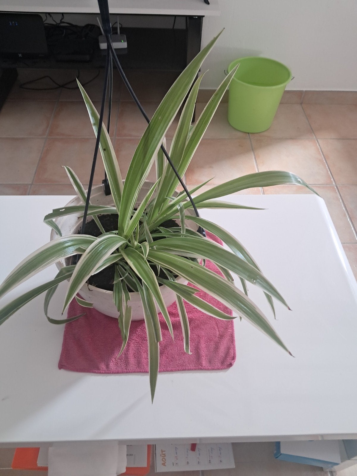 chlorophytum, Enlèvement