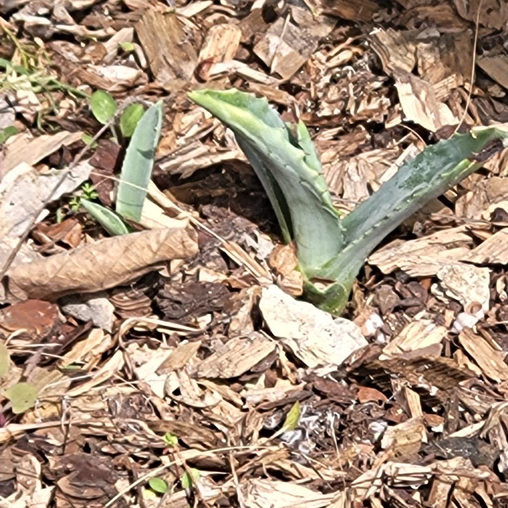 Scheut van agave cactus, Enlèvement