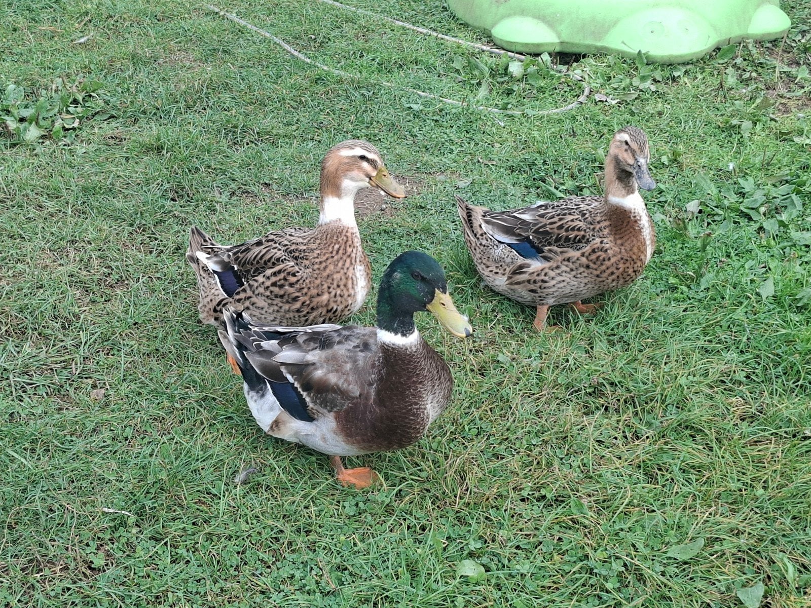 Rouen eenden te koop, Dieren en Toebehoren, Meerdere dieren, Eend