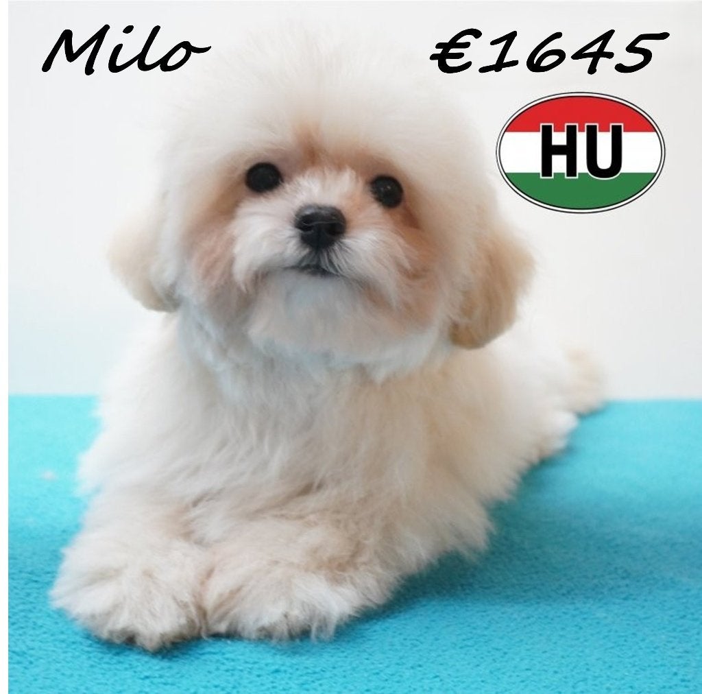 Milo & Ollie, twee Maltipoo’s vol charme te koop, Maltezer, 15 weken tot 1 jaar, Buitenland, Parvo