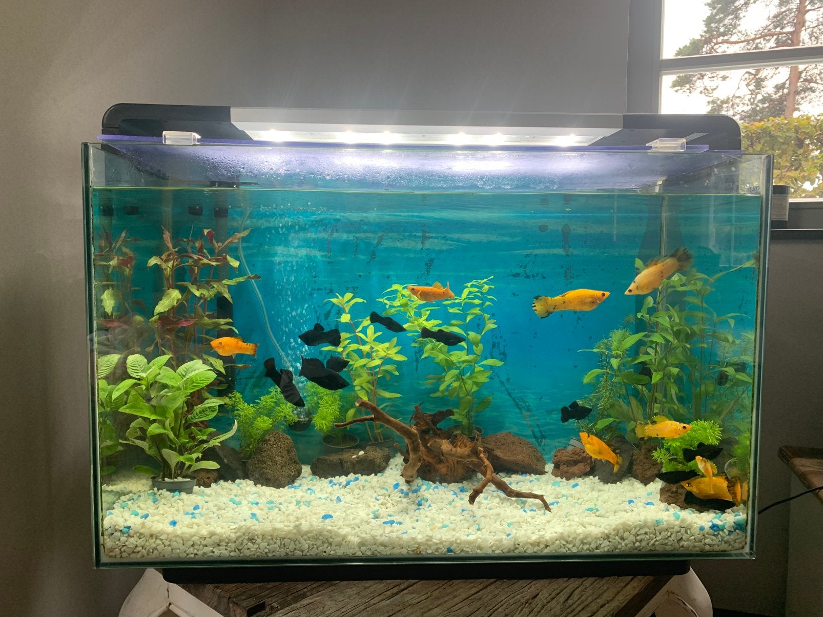 Superfish aquarium compleet 90l., Ophalen, Inclusief vissen, Zo goed als nieuw, Superfish