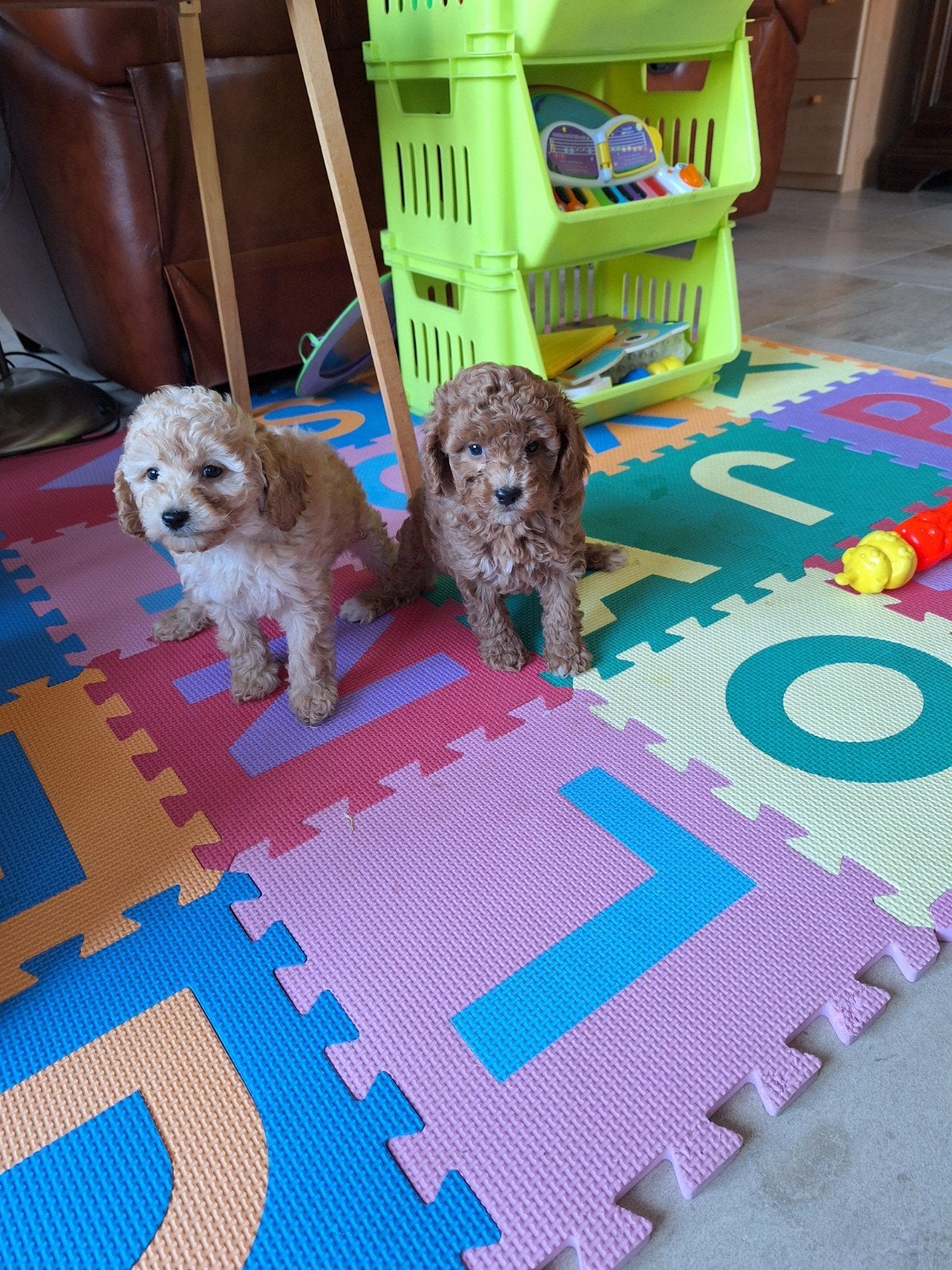 Dwergpoedel pups, Dieren en Toebehoren, Honden | Chihuahua's en Gezelschapshonden, Poedel, België, CDV (hondenziekte), 8 tot 15 weken